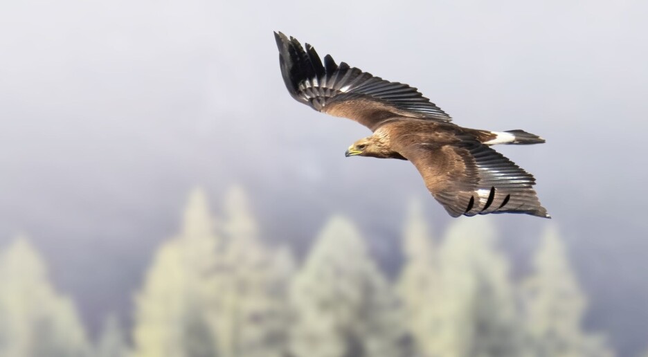 Slik lærer kongeørnen å fly