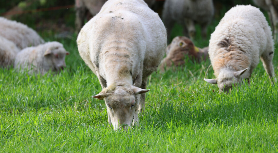 Farlig dyrevirus har spredt seg til Rogaland