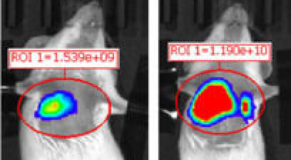 Forsøk på mus: – Nanomedisin med gassbobler kan bli en ny kur mot lungekreft