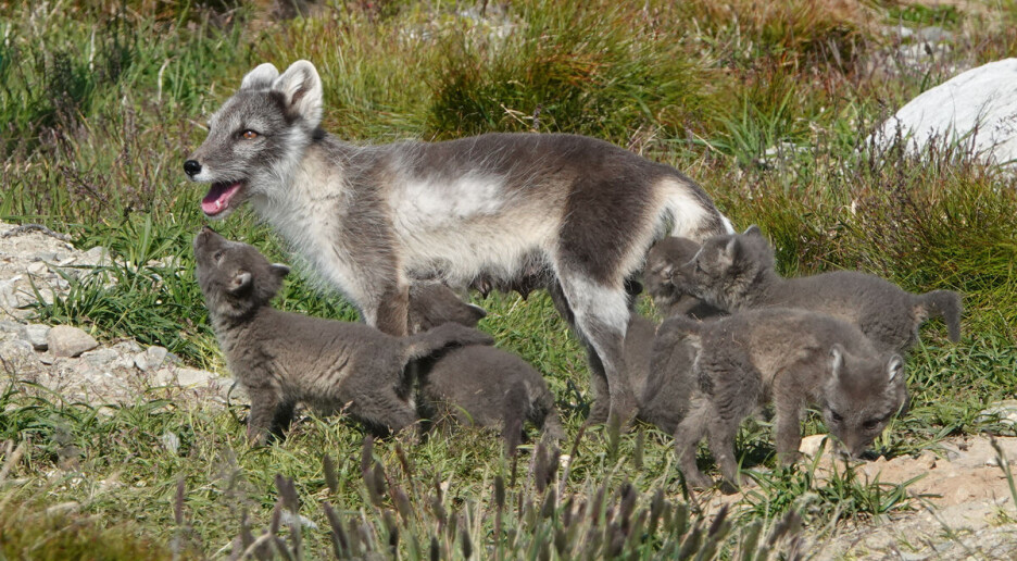Fire fjellrevvalper døde ved avlsstasjon