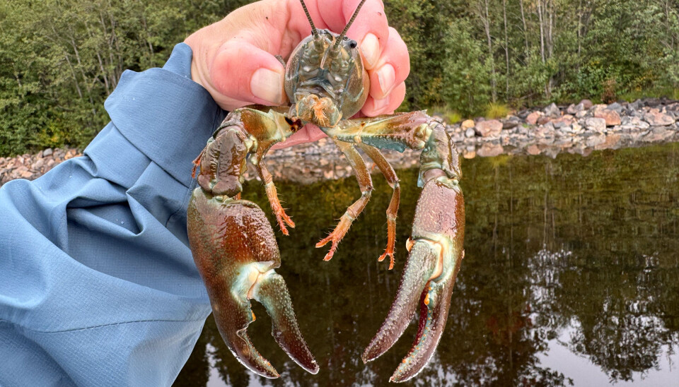 Signalkreps fra Murusjøen- en fremmed art som er gjenkjennelig ved ett hvitt/turkist område ved basis av klørne.