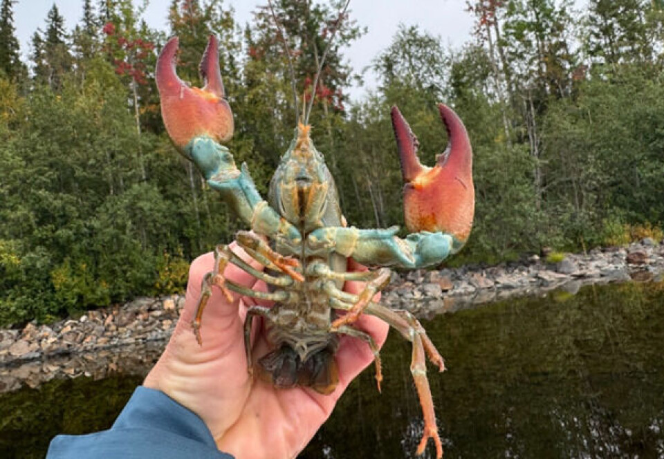Signalkreps fra Kvesjøen i Lierne.