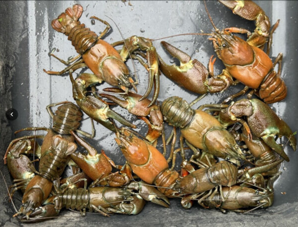 Det ble oppdaget 21 signalkreps i Kvesjøen i 2024 mot en i 2014, noe som viser at bestanden har etablert seg i lokaliteten.