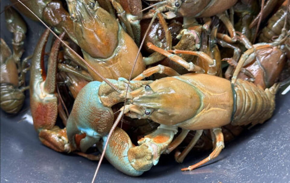 Signalkreps fra Kvesjøen- det er sjelden at klørne blir såpass blå som dette og artsforveksling med edelkreps kan derfor skje med mindre individer- ingen kreps skal settes ut i nye lokaliteter uten tillatelse …