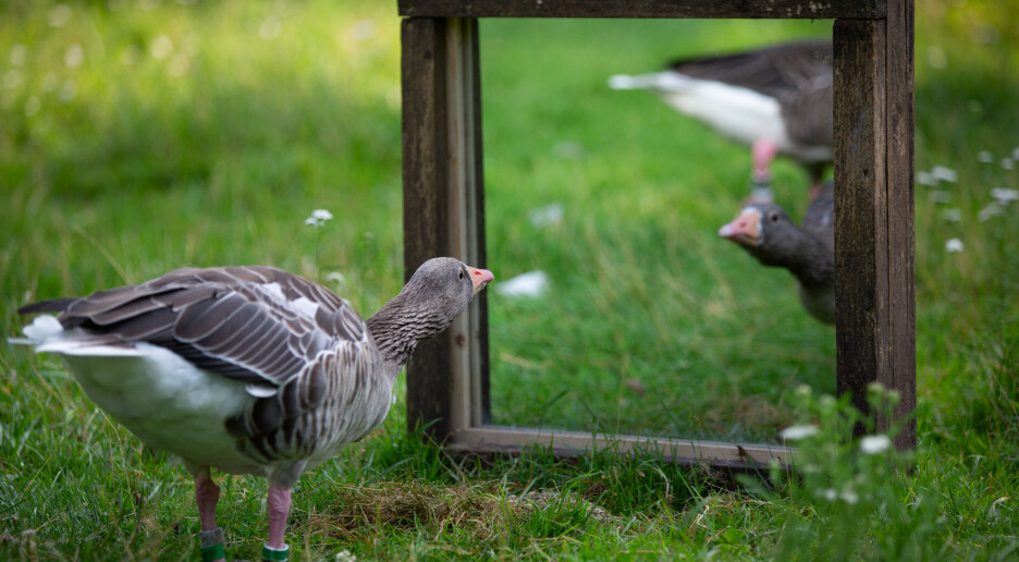 Aggressiv, dristig eller omgjengelig? Forskere har testet personligheten til gjess