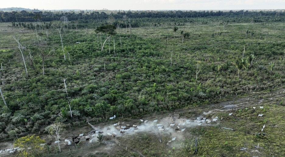 Amazonas har krympet betydelig de siste 40 årene