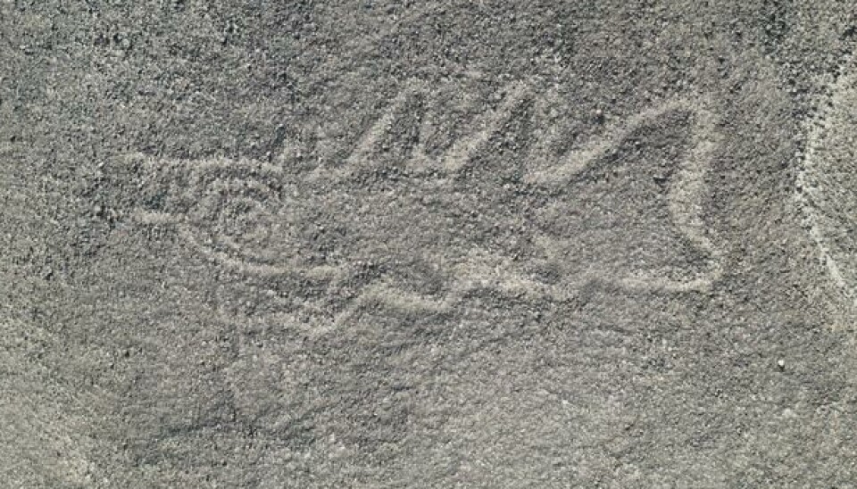 Dette er en av de nyoppdagede geoglyfene, som er 22 meter bred. Dette tolkes som et veldig pussig motiv: En spekkhogger som holder en kniv.