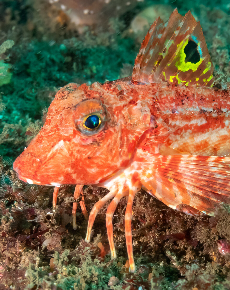 Knurr (Lepidotrigla papilio) har krabbeliknende bein som den både bruker til å løfte seg opp og til å smake på havbunnen. En oransje fisk med finner, bred bunn og tre bein på hver side. Finnene ser ut som en sommerfugl.