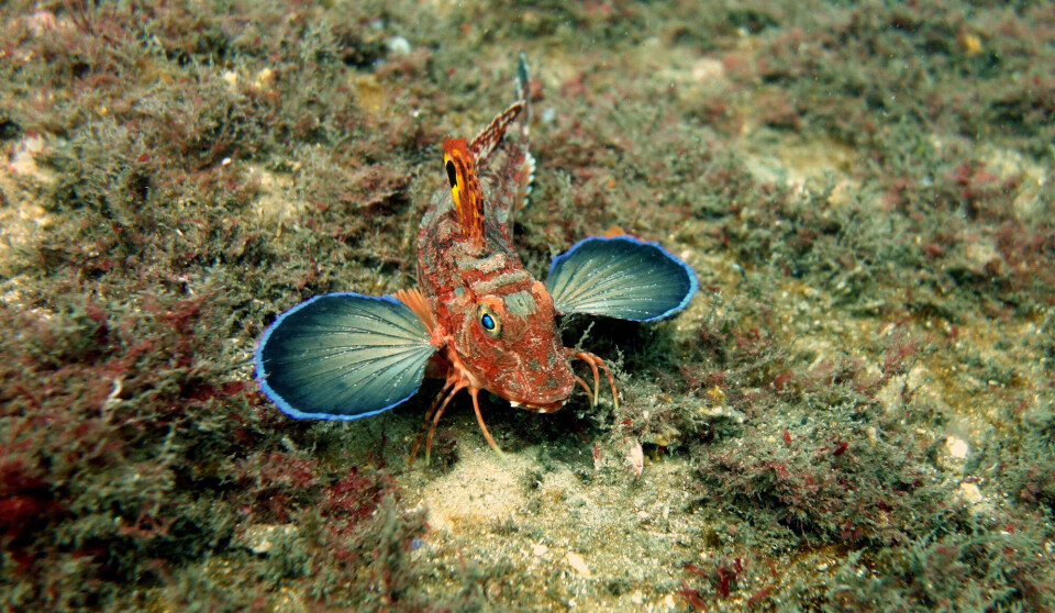 Denne fisken har ikke bare bein å gå på. Den bruker dem også til å smake seg frem til mat i sand og mudder på havbunnen. Fisken er oransje, har et bred munn, finner på sidene som sprer seg ut som vifter og tre krabbeliknende bein på hver side.