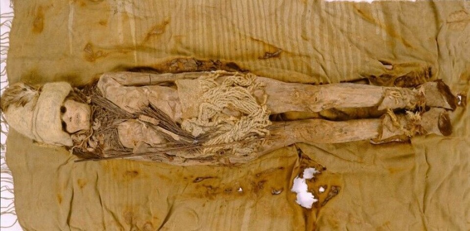 For første gang har forskerne hentet ut og analysert DNA fra eldgammel ost som ble funnet sammen med en 3.600 år gammel mumie.