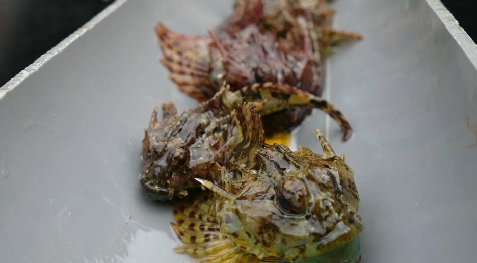 Dette kan skje når de største fiskene forsvinner fra fjordene