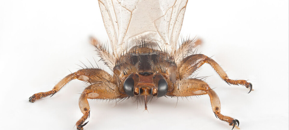 Hjortelusflua har spredt seg til Trøndelag