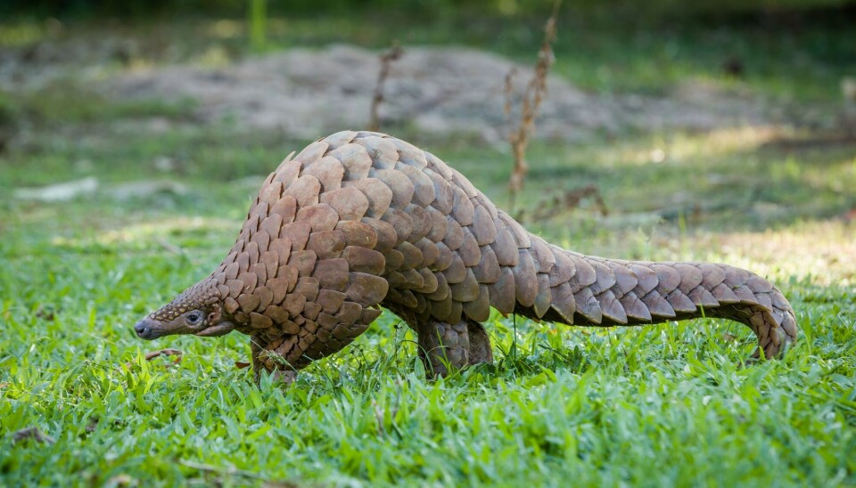 Slik ser en levende pangolin ut.