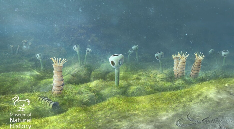 De eldste dyrene på jorda er blitt funnet i Finnmark