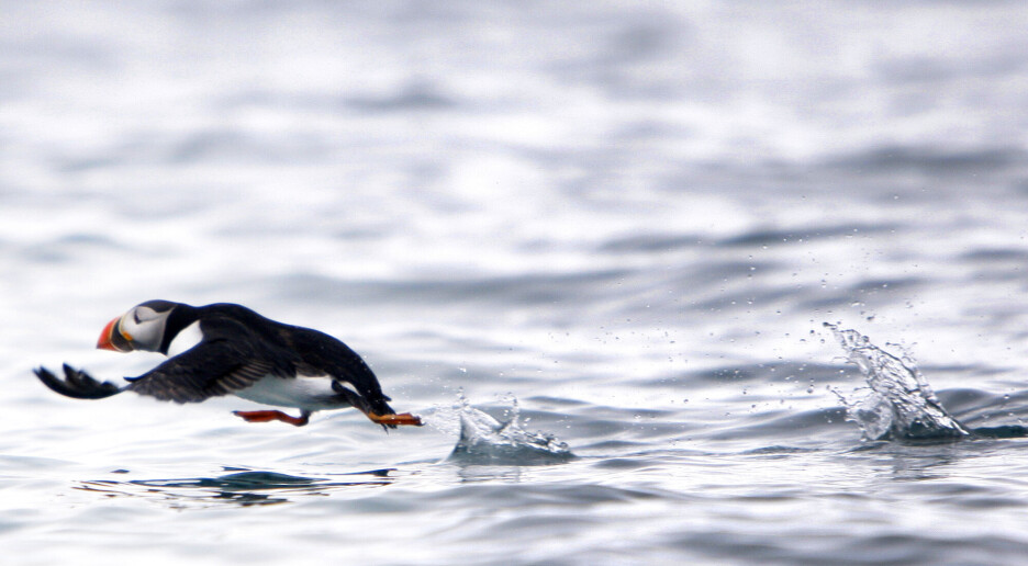 WWF slår alarm: Katastrofal nedgang i verdens dyrebestander