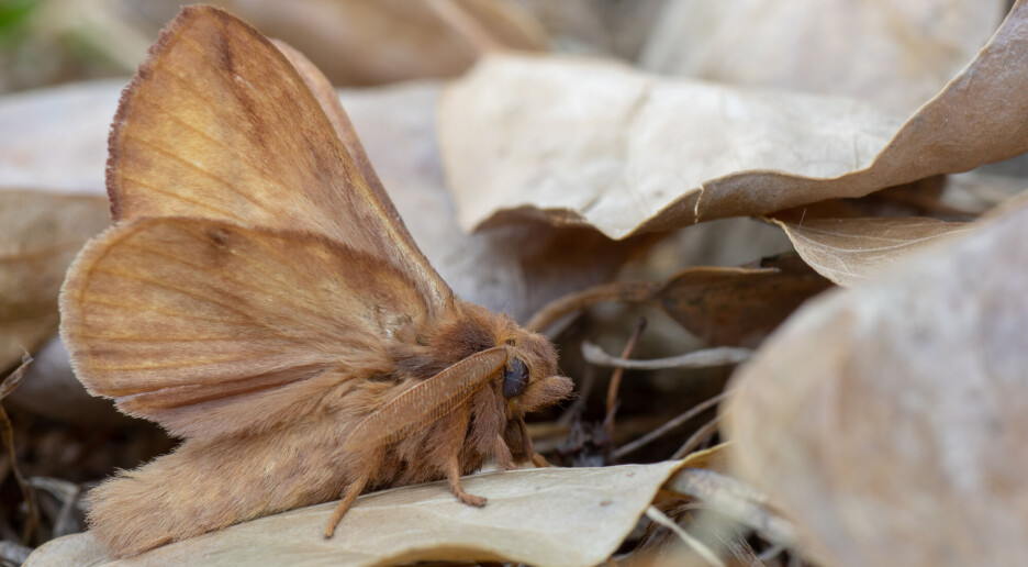 Slik blir nattsvermere påvirket av gatelys