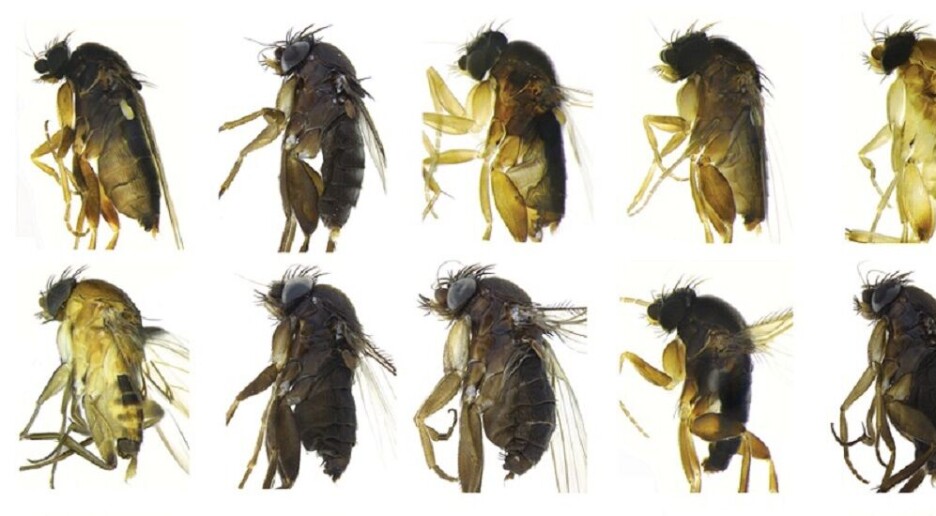 Millioner av jordas arter er fremdeles ukjente for oss. Kan vi likevel finne dem?