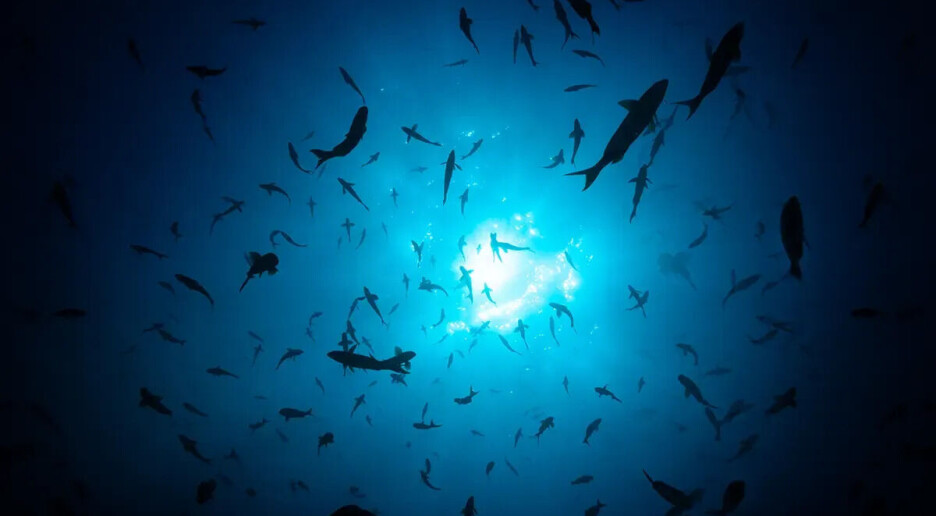 Massedød treng ikkje vera ein katastrofe for ein fiskebestand