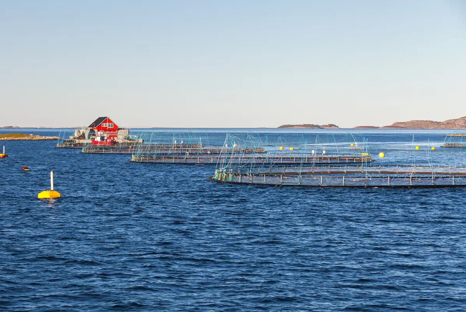 Smitte og sjukdommar kan fraktast med havvatnet mellom oppdrettsanlegg.