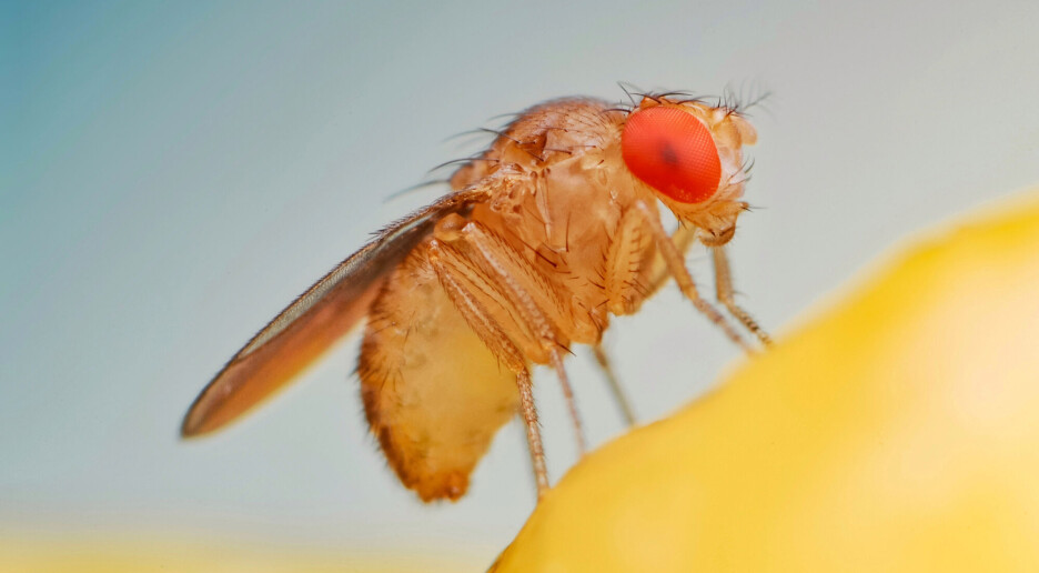 Etter at hundrevis av forskere har jobbet sammen i 10 år, vet vi nå hva som er i hjernen til en flue