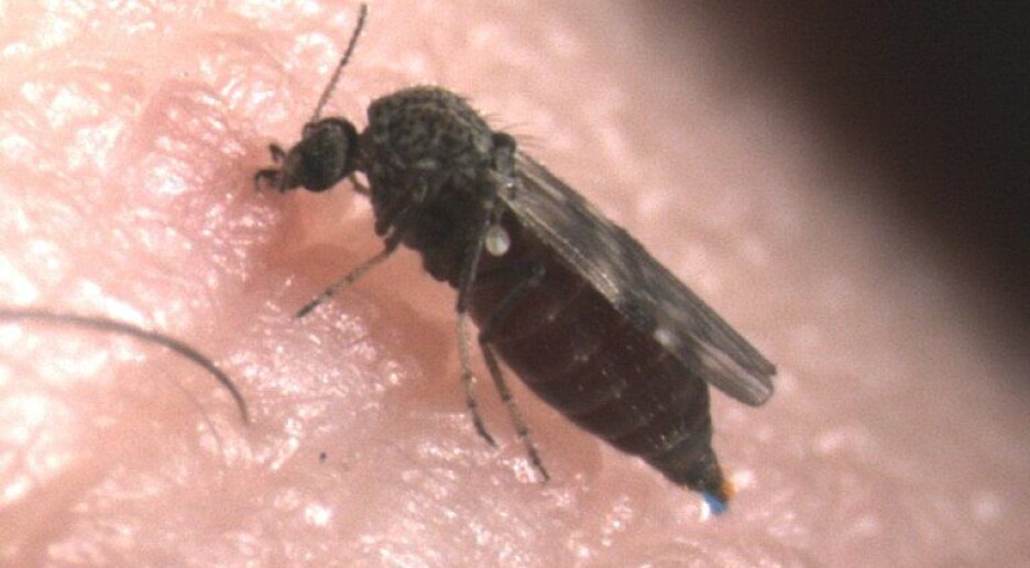 Dette blodsugende insektet sprer blåtungevirus i Norge