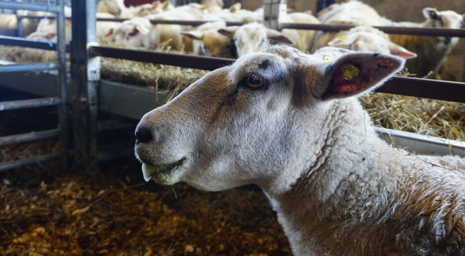 Knøttsmå insekter gir store helseproblemer hos sau og storfe