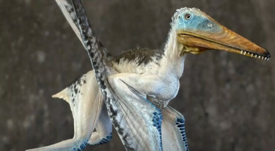 Fossil fra flygeøgle funnet i Danmark