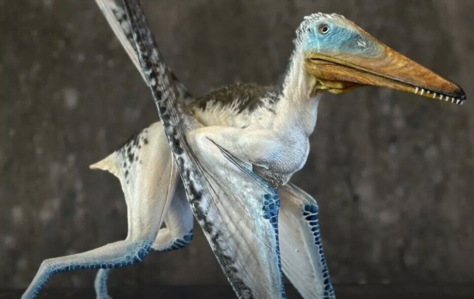 Funnet Fossil fra flygeøgle funnet i Danmark