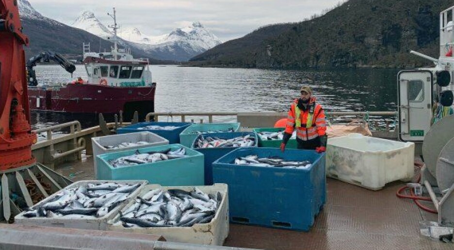 7 millioner fisk døde i 2019. Nå vet forskerne mer om hvordan det skjedde