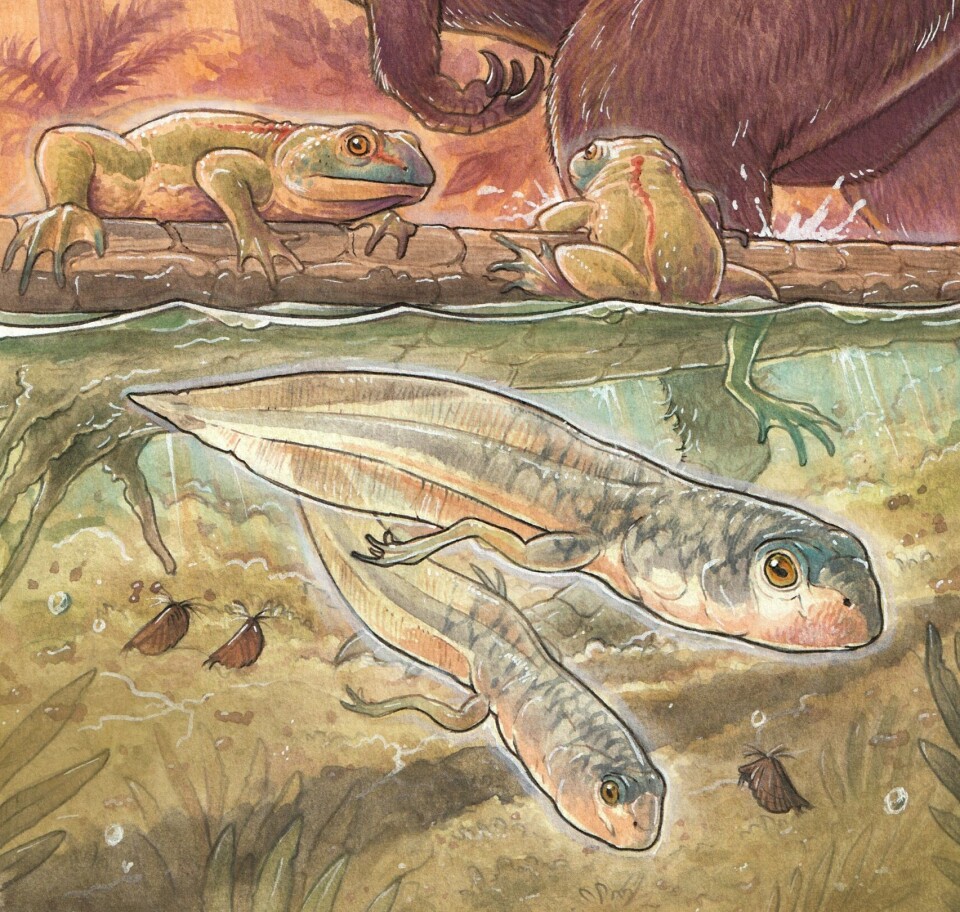 Slik ser forskerne for seg to levende rumpetroll av arten Notobatrachus degiustoi. De levde på jorda for minst 161 millioner år siden. Kanskje er det foreldrene som sitter i bakgrunnen? Tegning av to rumpetroll med to bein og hale som svømmer i vann. I bakgrunnen sitter to frosker ved vannkanten.
