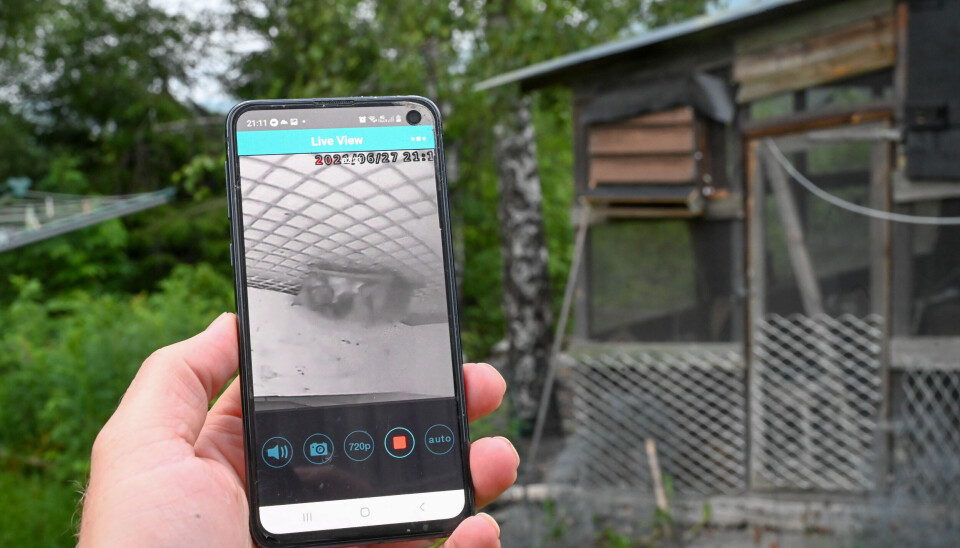 Med videokamera i kassene kunne forskeren følge med på flaggermusene på telefonen.