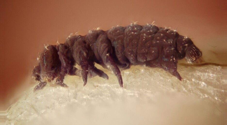 Bjørnedyr ble utsatt for heftig stråling og klarte seg godt