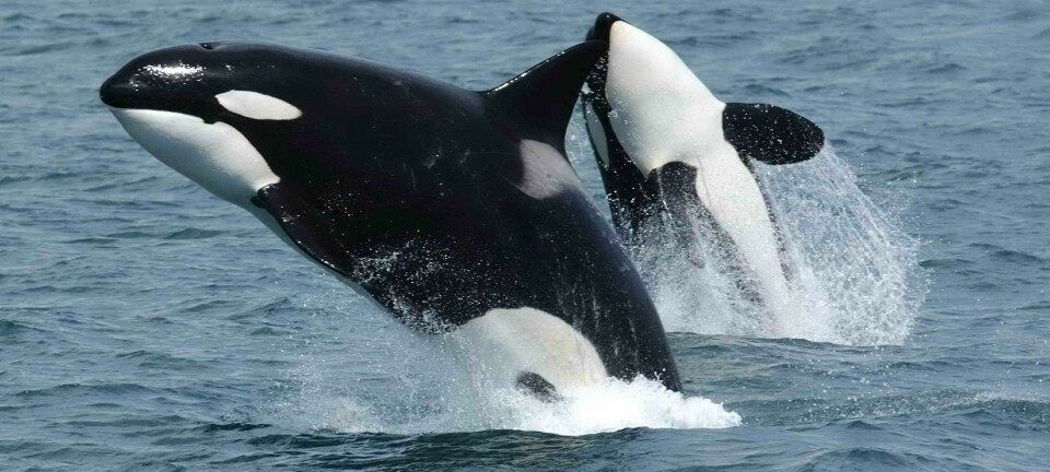 De siste årene har spekkhoggere angrepet hundrevis av båter. Hvorfor det?