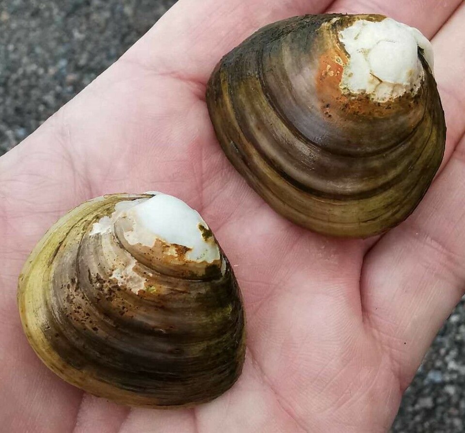 Nå finner havforskerne mye asiatisk penselkrabbe i Oslofjorden