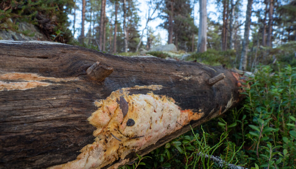 Taigahvitkjuke er en nedbryter på furu og avhengig av god tetthet og kontinuitet av død furuved. Soppen er svært sjelden på Østlandet og er først og fremst tilknyttet urskogsnære furuskoger iPasvik og Femund-området.