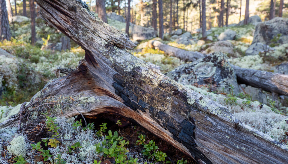 Liggende død ved fra en furu nær Pålsbufjorden som spirte for mange hundre år siden. Kullet på undersiden er spor etter en skogbrann som trolig herjet en gang på 1700-1800-tallet.