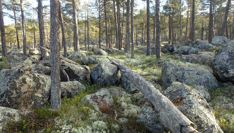 Velutviklet furunaturskog på grovblokket morene med død ved og gamle trær fra området nær Godfarfoss.