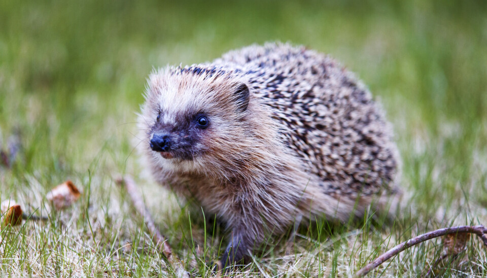 Pinnsvin er lett å kjenne igjen med de små piggene på ryggen. Et pinnsvin på en plen.