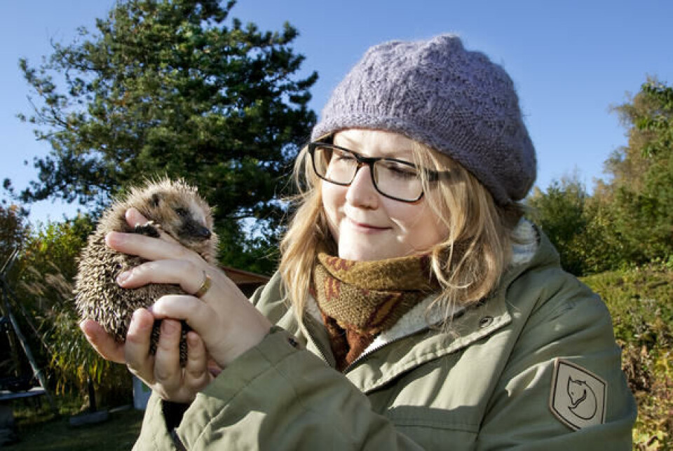Rasmussen tror vi kan redde mange pinnsvin hvis vi er mer oppmerksomme på de. Portrett av Sophie Lund Rasmussen som holder et pinnsvin.