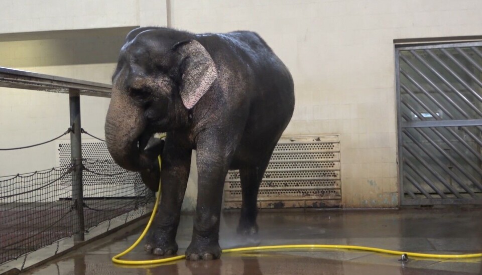 Mary er dyrehagens dusj-dronning. Men det er ikke alltid hun får holde på i fred. En elefant står inne i et rom. Den dusjer seg selv med en gul vannslange som den holder i snabelen.