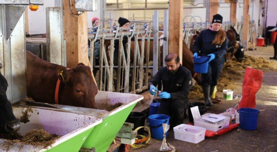 Ny metode gjør at også gris, kylling og fisk kan spise gress og alger