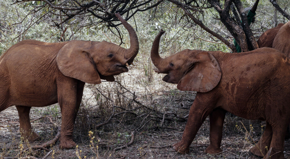 Nesten 8 av 10 afrikanske elefanter har forsvunnet siden 1960-tallet