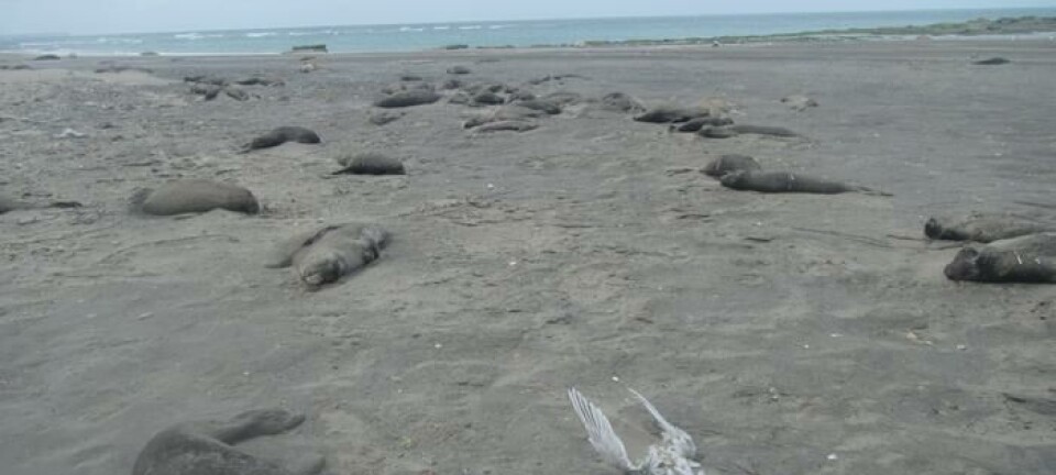 Dette influensaviruset tok livet av over 17.000 elefantseler. Kan det begynne å smitte mellom mennesker?