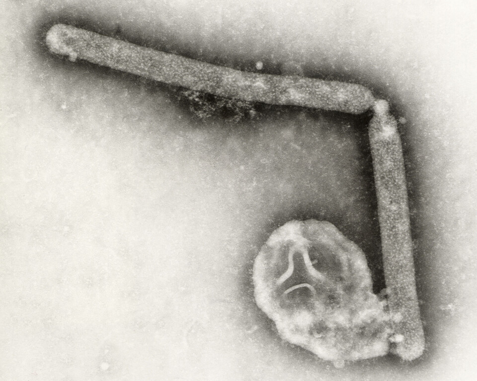 H5N1-virus sett under et mikroskop
