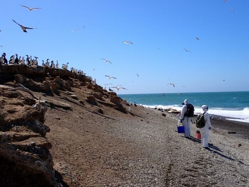 Forskere leter etter H5N1-viruset på en strand i Argentina blant fugler.
