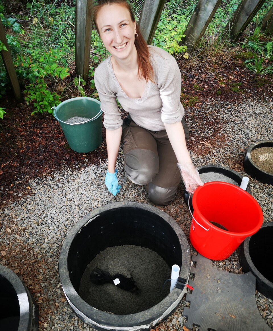 Inghild Økland tror at det beste for både miljø og samfunn er å gravlegge tradisjonelt i kiste. Her tester hun nedbrytning av griseknoker og te i fire forskjellige jordtyper.