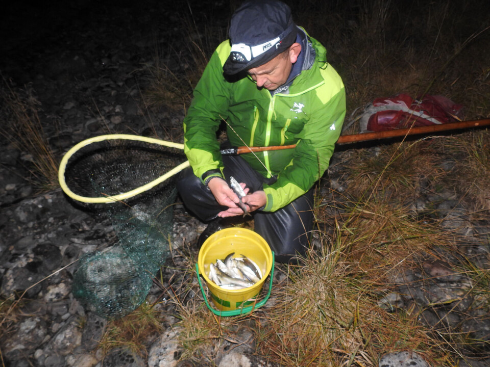 Fisket etter laksefisken lågåsild har lange tradisjoner i Mjøsa og Gudbrandsdalslågen. Jon Museth studerer resultatet av noen håv-drag en sen høstkveld og undrer: Hvilken årgang er denne silda mon tro?