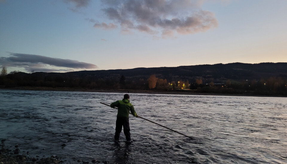 Fiskeforskning med håv. Vi fanger lågåsilda på gytevandring oppover i Gudbrandsdalslågen med «grundhov». Dette var tidligere en vanlig fiskemetode for folk som ikke eide grunn ned mot Lågen. Grunneierne brukte gjerne faststående redskap som mælkrakk eller not.
