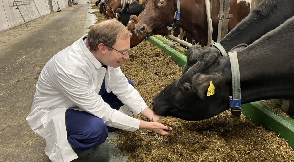 Ny teknologi gir riktig mengde og kvalitet på fôret til kua