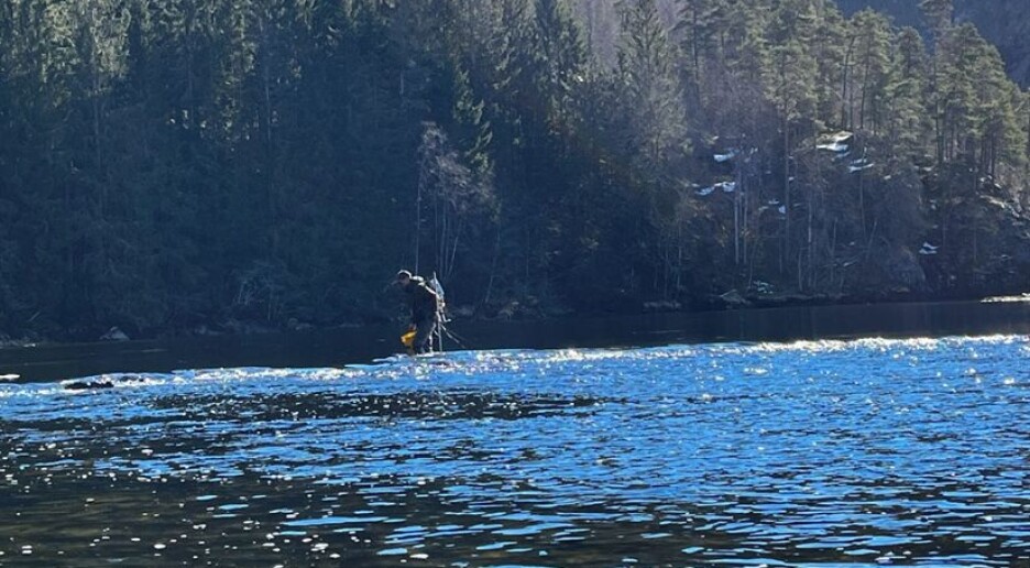 Det har blitt færre villaks i Vosso. Gener fra oppdrettslaks tar knekken på den